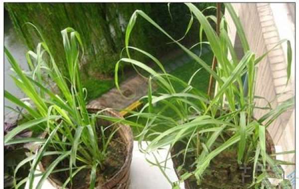 Conservation and Management of Citronella