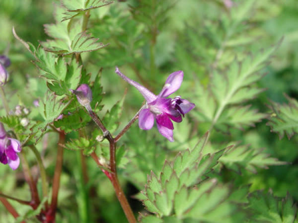 Cutting propagation of Herba Polygoni Avicularis