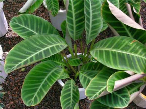 Why does velvet arrowroot have burnt edges and curled leaves?