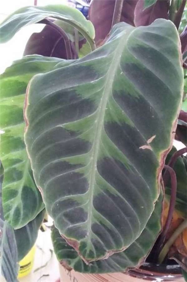 Prevention and treatment of scorched edge rolled leaves of velvetroot arrowroot