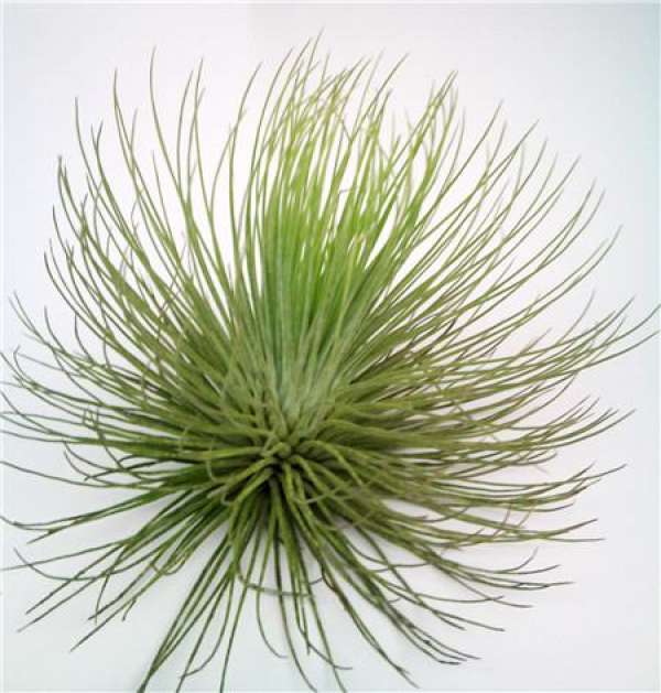 method of propagation of air pineapple