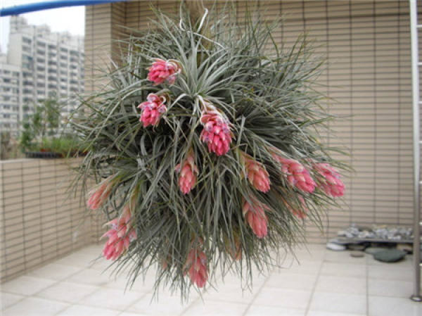 Air pollination of pineapple