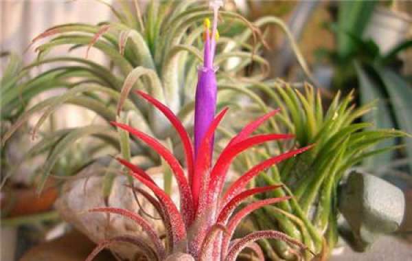 Air pollination of pineapple