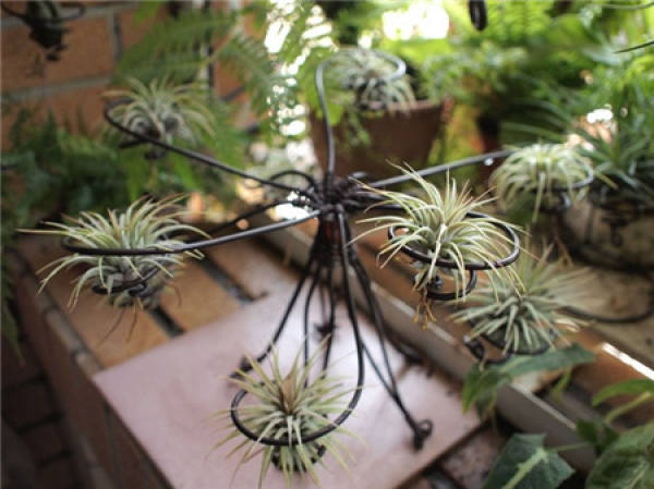 Air pineapple seedling management