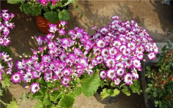 When does Cineraria bloom?