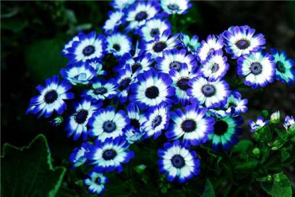 When does Cineraria bloom?