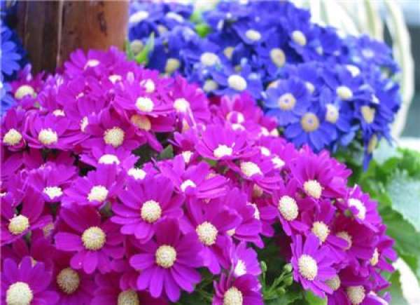 Points for Attention in Florescence Management of Cineraria