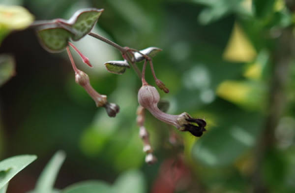 The vine of love blossoms.