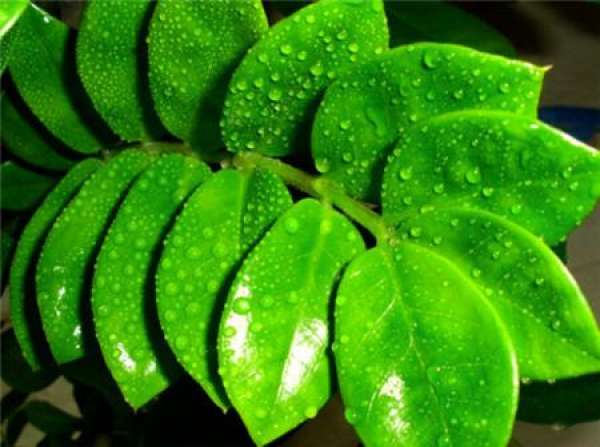 how to change the pot of money tree