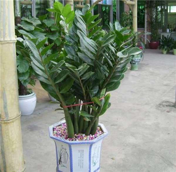 Precautions for repotting of money tree