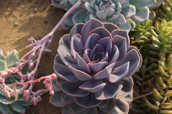 Florescence of purple pearl