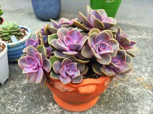 The Morphology of the Flower of Zizhu