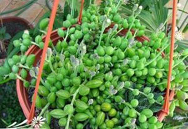 breeding method of dachengyuecheng