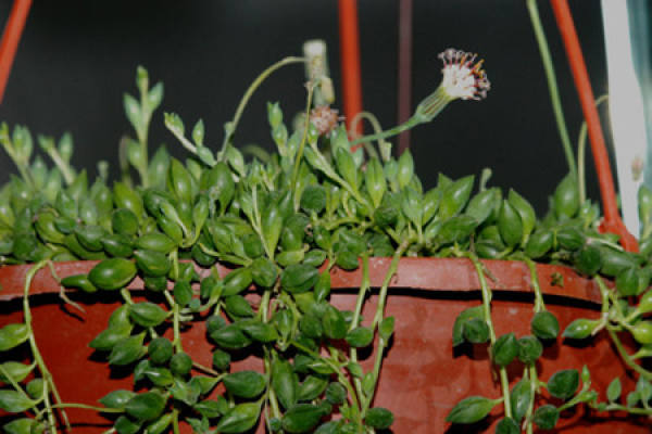 Matters needing attention in the cultivation of Daxianyue City
