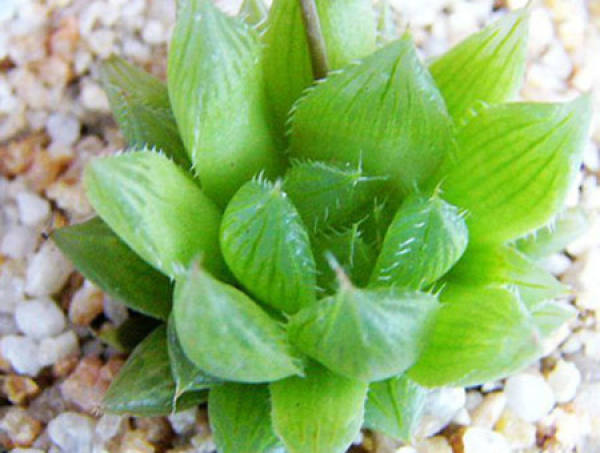 Maintenance of Crystal Palm Ramet Propagation