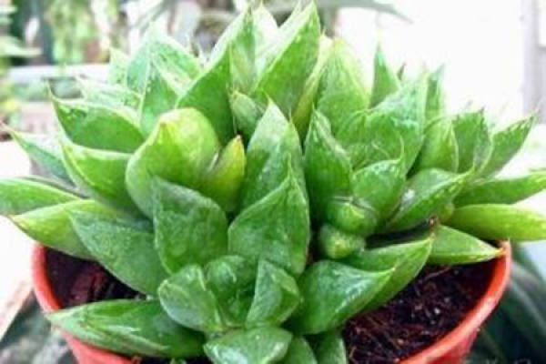 Maintenance of Crystal Palm Ramet Propagation