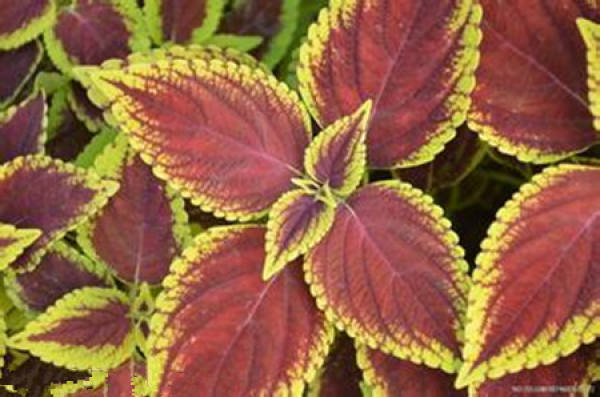 The shape of coleus.