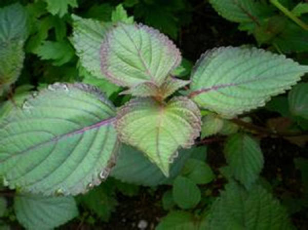 The shape of Perilla frutescens