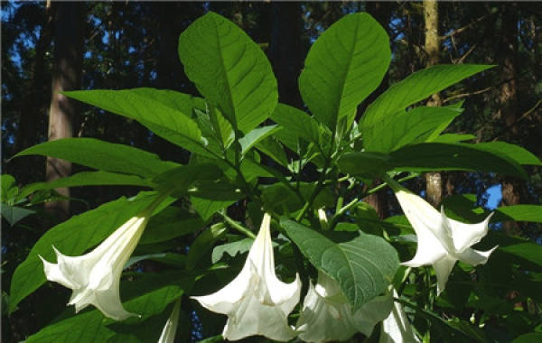 Datura Home Feng Shui Placement