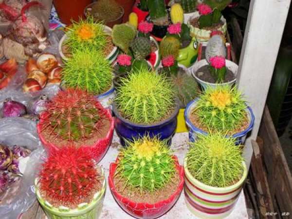 Jin Hu Qiu Jin Hu Qiu