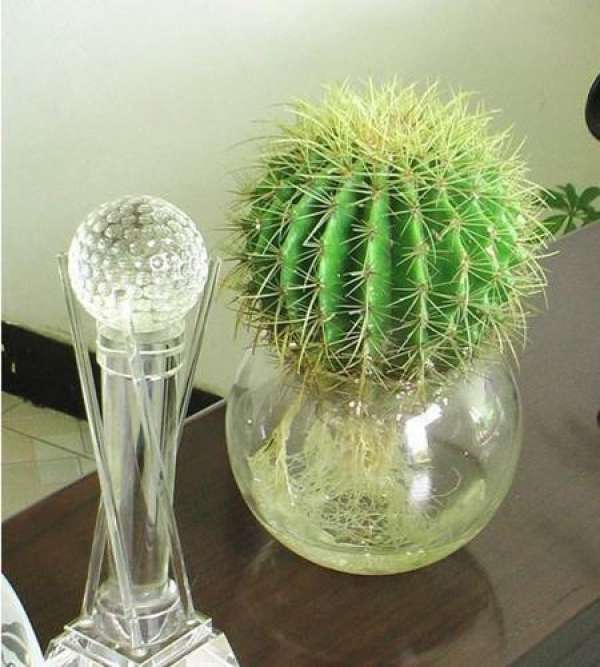 Anti-radiation effect of golden succinic acid ball