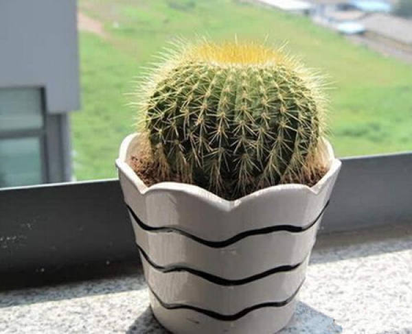Anti-radiation effect of golden succinic acid ball