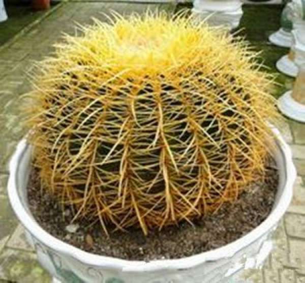 Medicinal Value of Golden Succinate Ball
