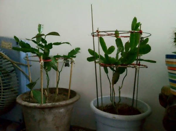 Cutting Propagation of Pseudo-epiphyllum