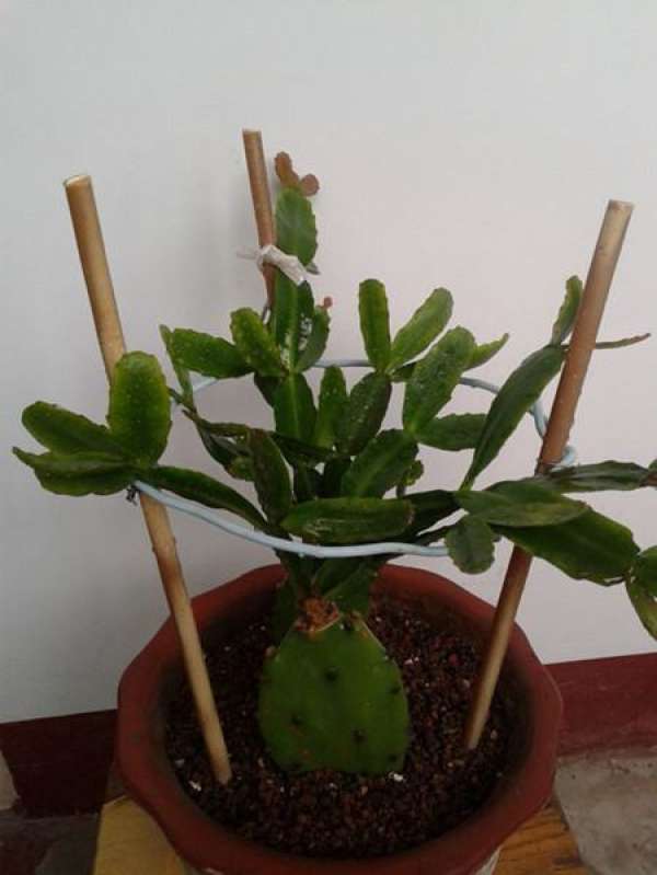 cutting propagation of pseudoepiphyllum