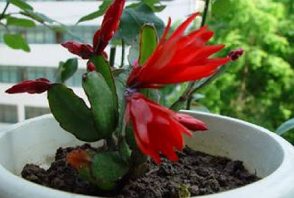 Sowing Propagation of Pseudo-Epiphyllum