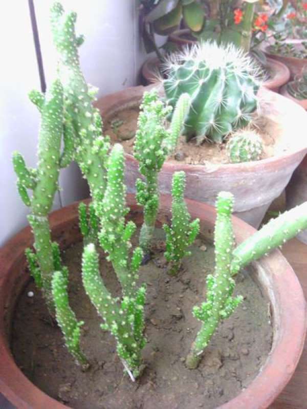 When does the hyacinth coral bloom?