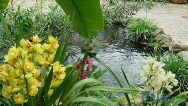 Flowering and maintenance of Jugular Coral