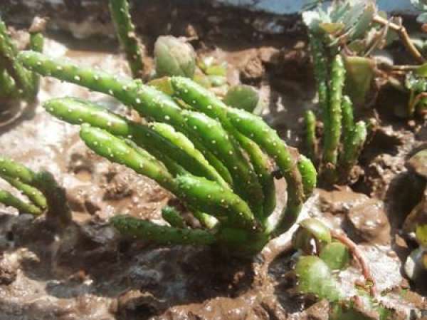 how to reproduce Ji coral