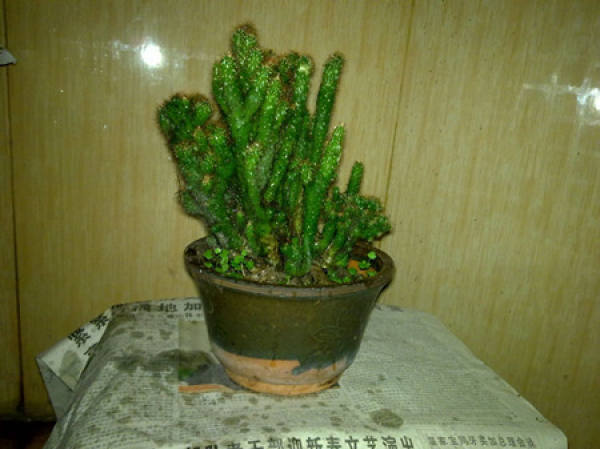 Precautions for propagation of Jugular Coral