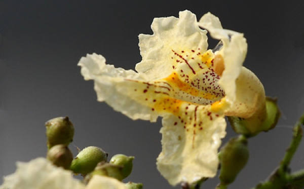 Pseudoepiphyllum chrysanthum