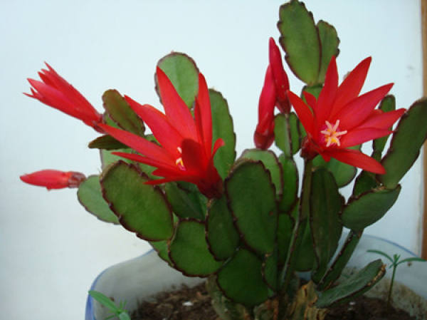 Pseudoepiphyllum chrysanthum