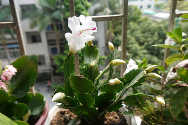 Pseudoepiphyllum chrysanthum
