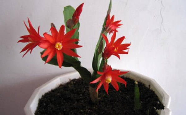 Pseudoepiphyllum chrysanthum