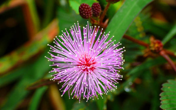 The Flower Language of Mimosa