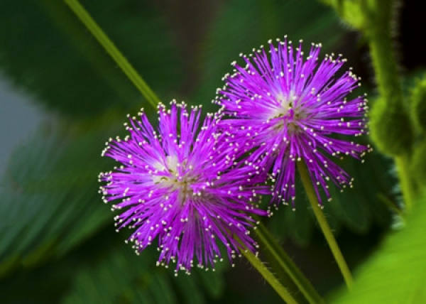 The Legend of Mimosa