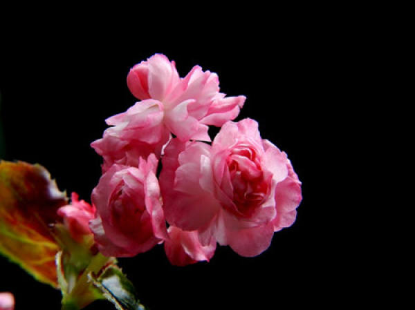 Beauty of Begonia semperfloren Beauty of Begonia semperfloren