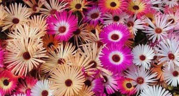 Mesembryanthemum tricolor