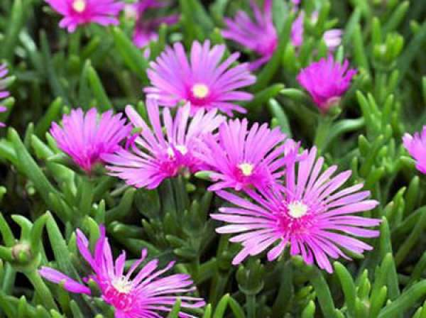 Mesembryanthemum tricolor