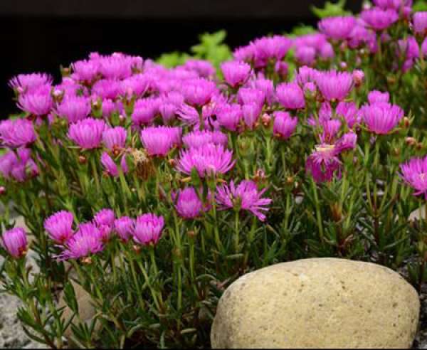 Mesembryanthemum tricolor