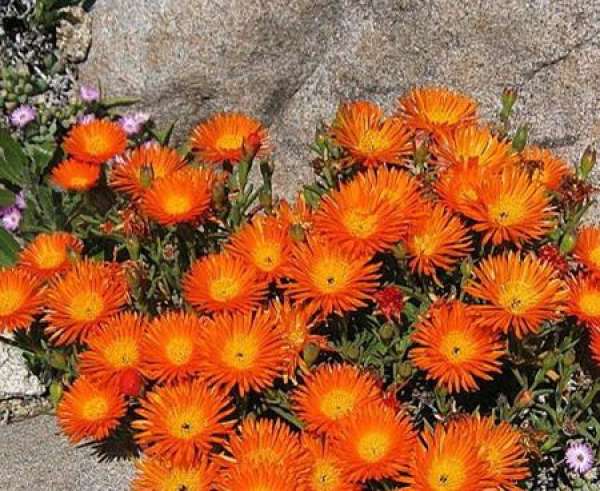 Mesembryanthemum aurantiacum