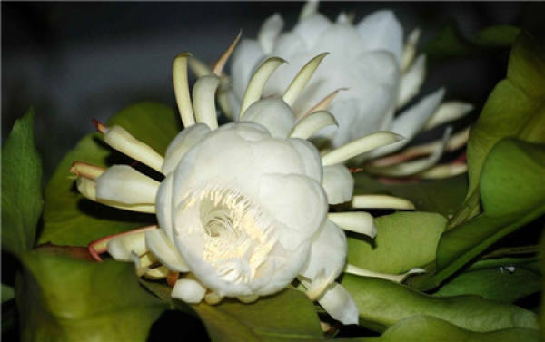 Principles of pruning epiphyllum
