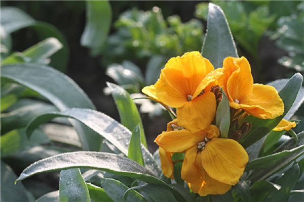 Flowering period of Cheiranthus cheiri