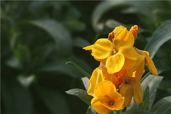 Flowering period of Cheiranthus cheiri