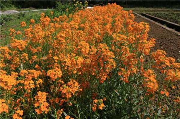 flowering period of Sweet osmanthus