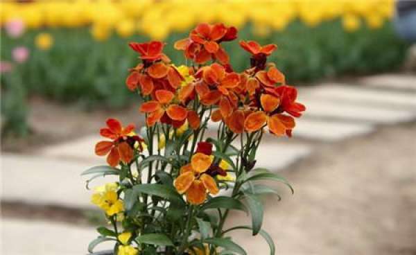 The Flower Language of Guizhu Xiang